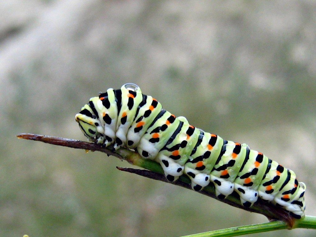 Caterpillar Caterpillar