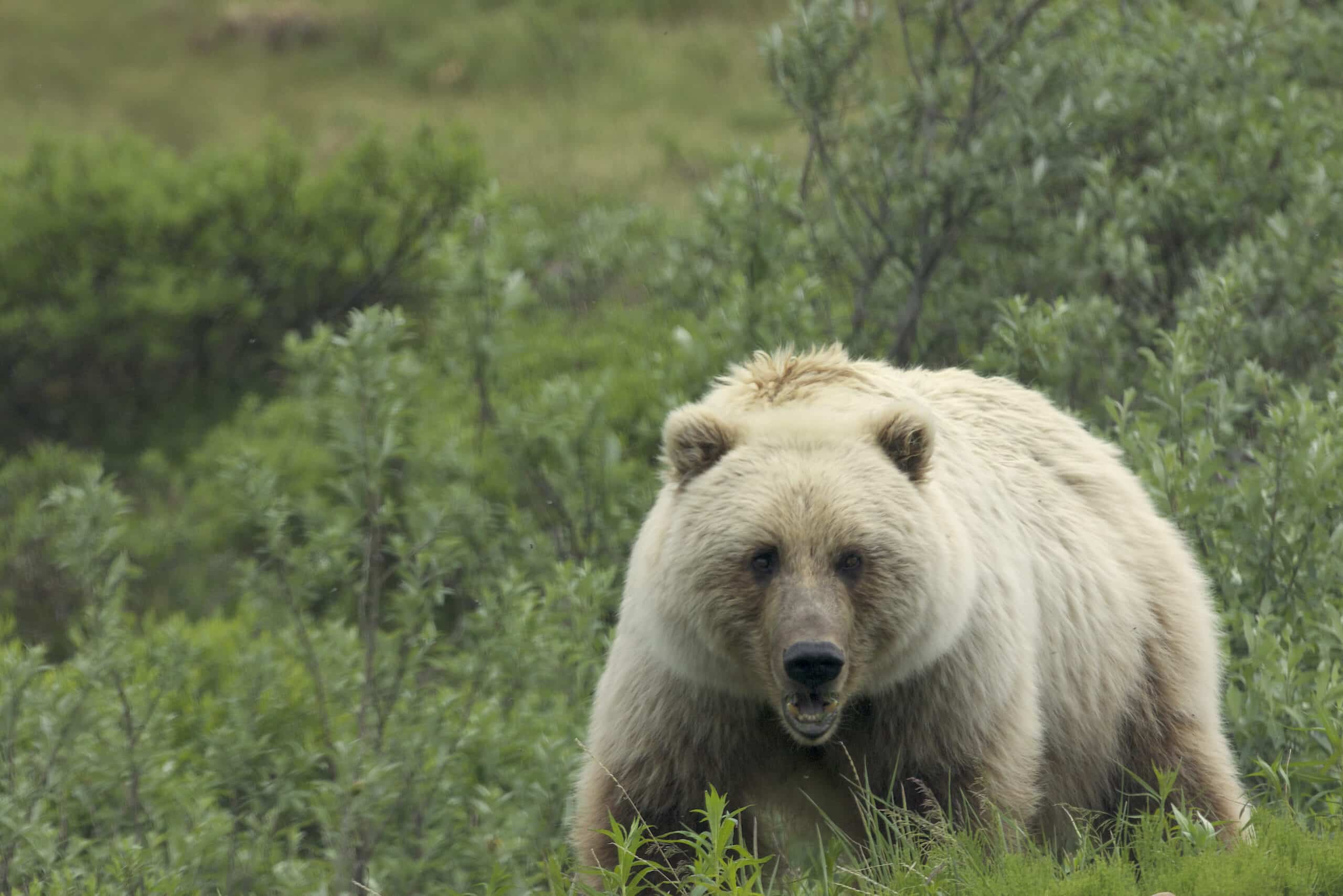 Grizzly Bear (Ursus arctos horribilis) – Flickr – Gregory ‘Slobirdr’ Smith Grizzly Bear (Ursus arctos horribilis) – Flickr – Gregory ‘Slobirdr’ Smith