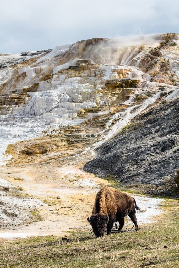 Bison grazing in front of Palette Spring