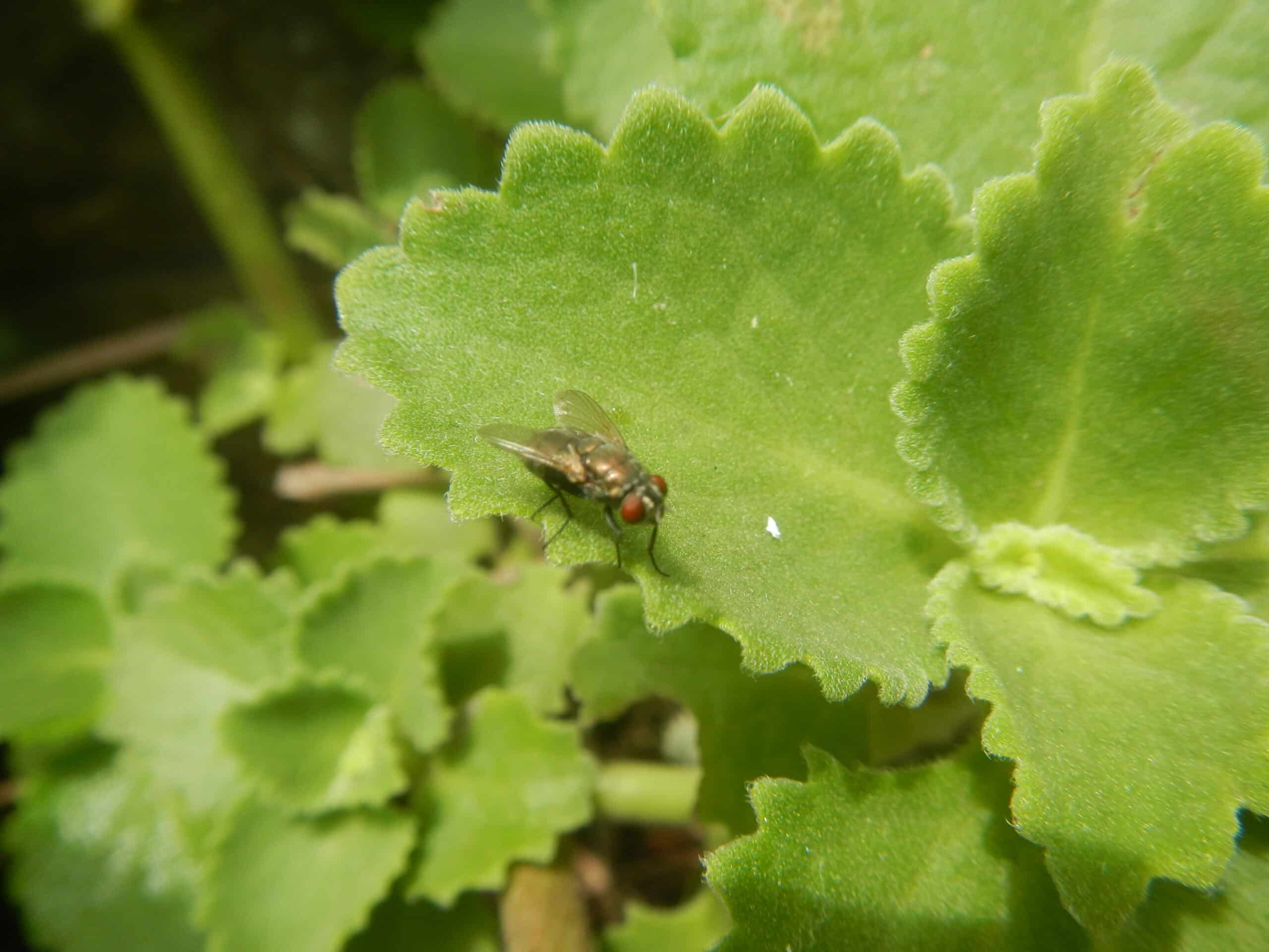2608Common houseflies on Oregano 01 2608Common houseflies on Oregano 01