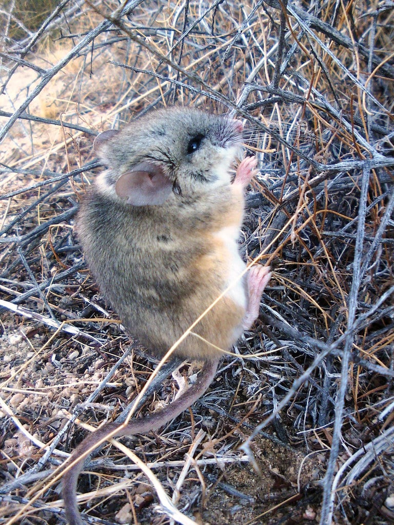 Deer mouse (Peromyscus) Deer mouse (Peromyscus)