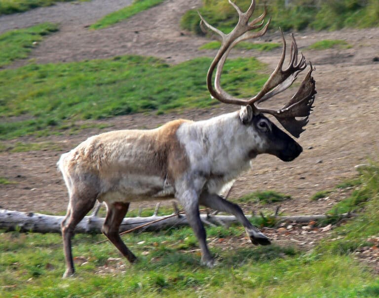 Caribou