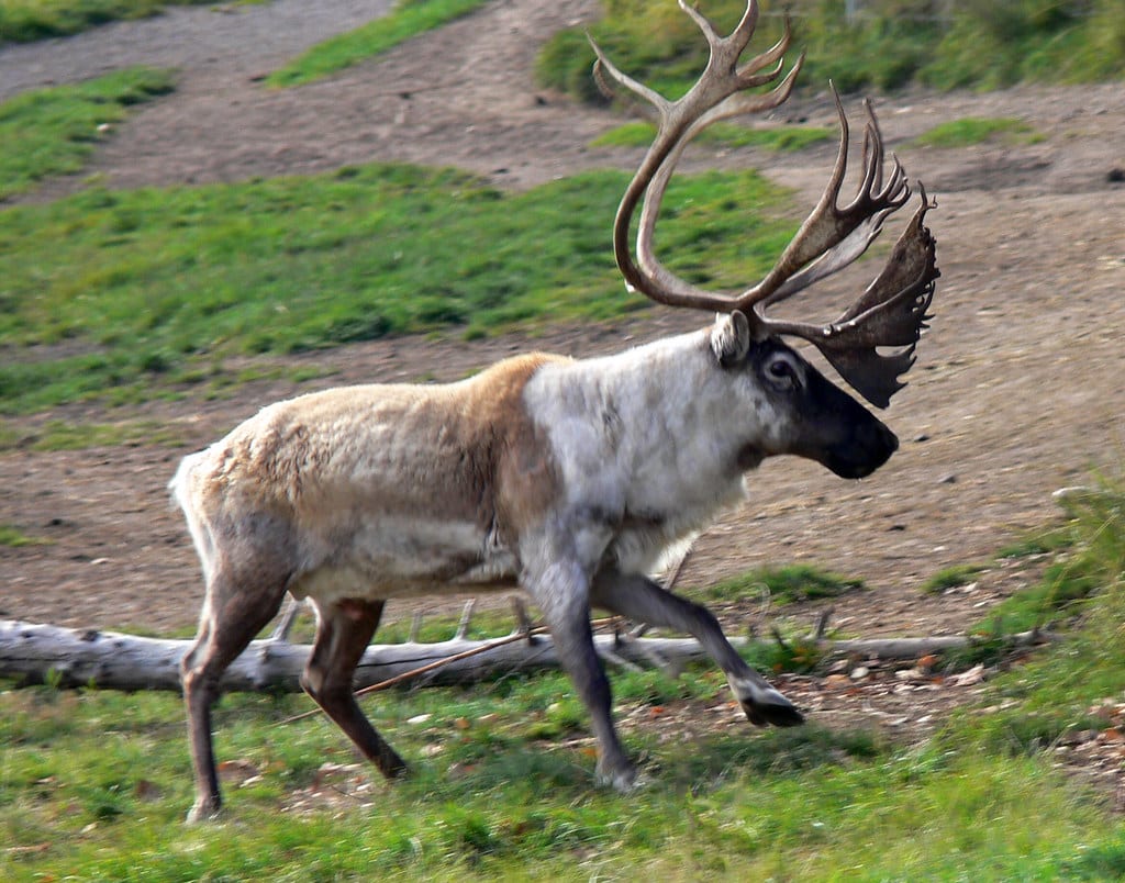 Caribou
