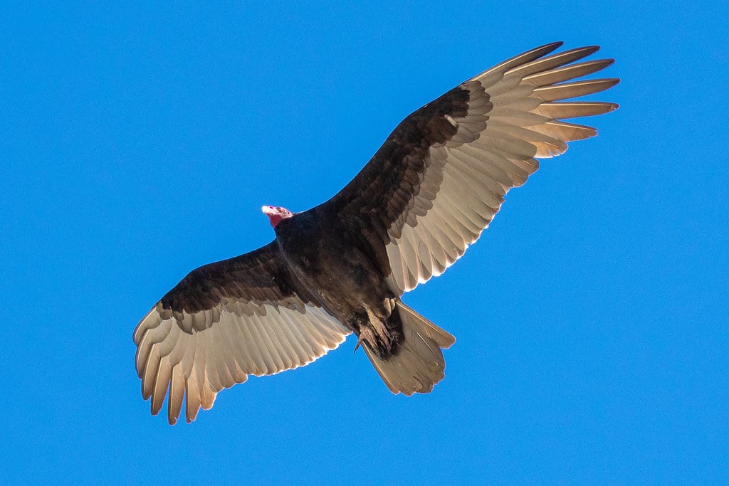 Vulture! Vulture!