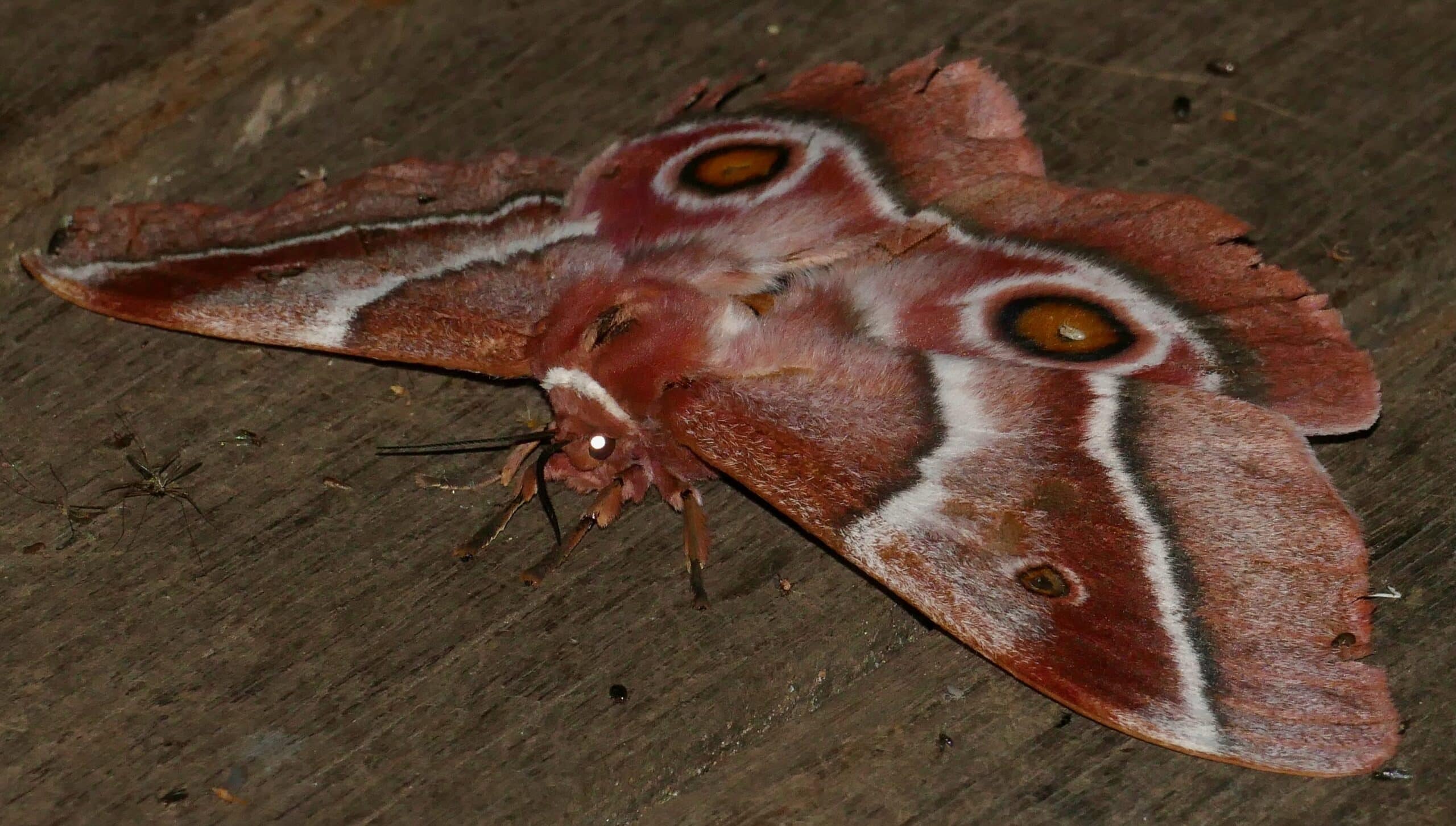 Mopane Worm Moth (Gonimbrasia belina) female … (52752401136)