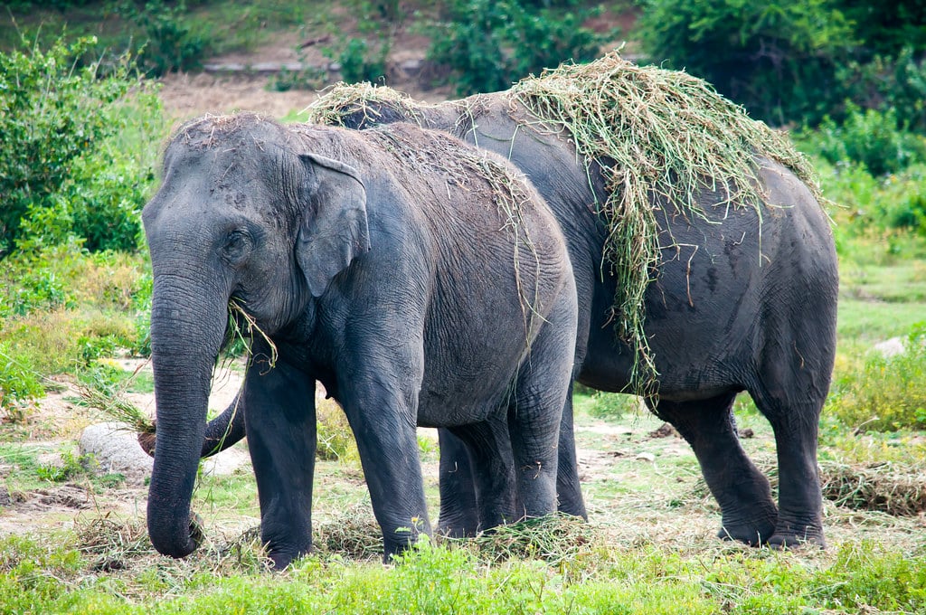 Elephants