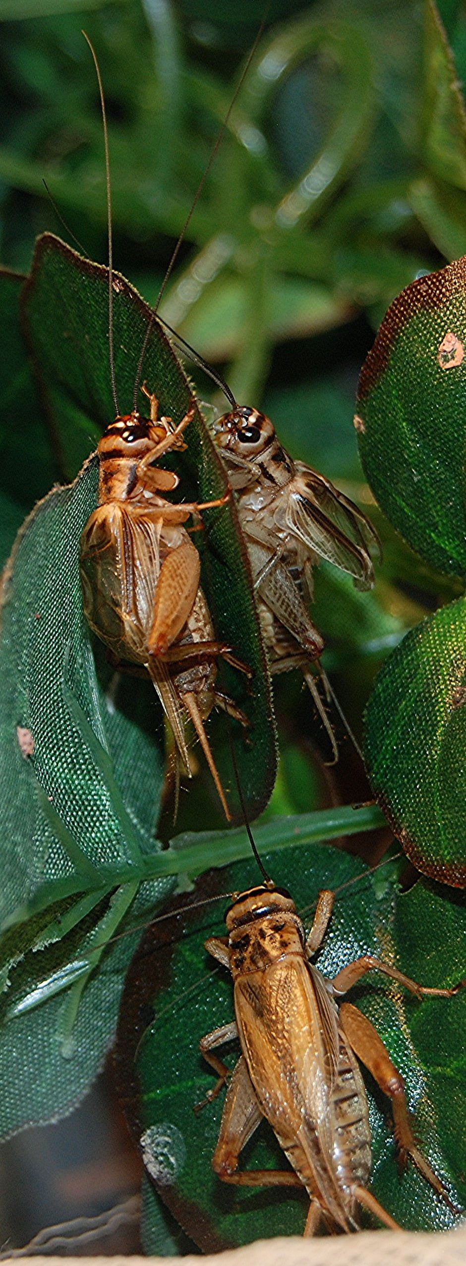 File:Acheta domesticus.JPG File:Acheta domesticus.JPG