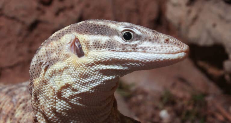Ackies Dwarf Monitor (cropped) Ackies Dwarf Monitor (cropped) Ackie Monitor