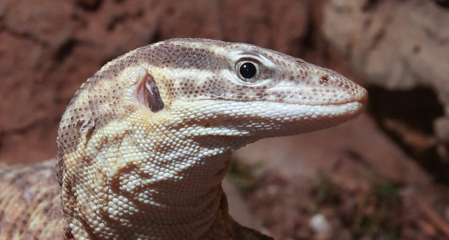 Ackies Dwarf Monitor (cropped) Ackies Dwarf Monitor (cropped) Ackie Monitor