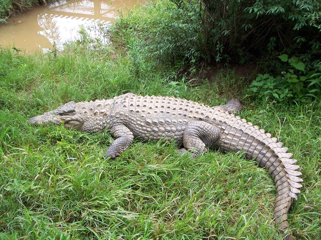Madagascar, crocodiles Madagascar, crocodiles