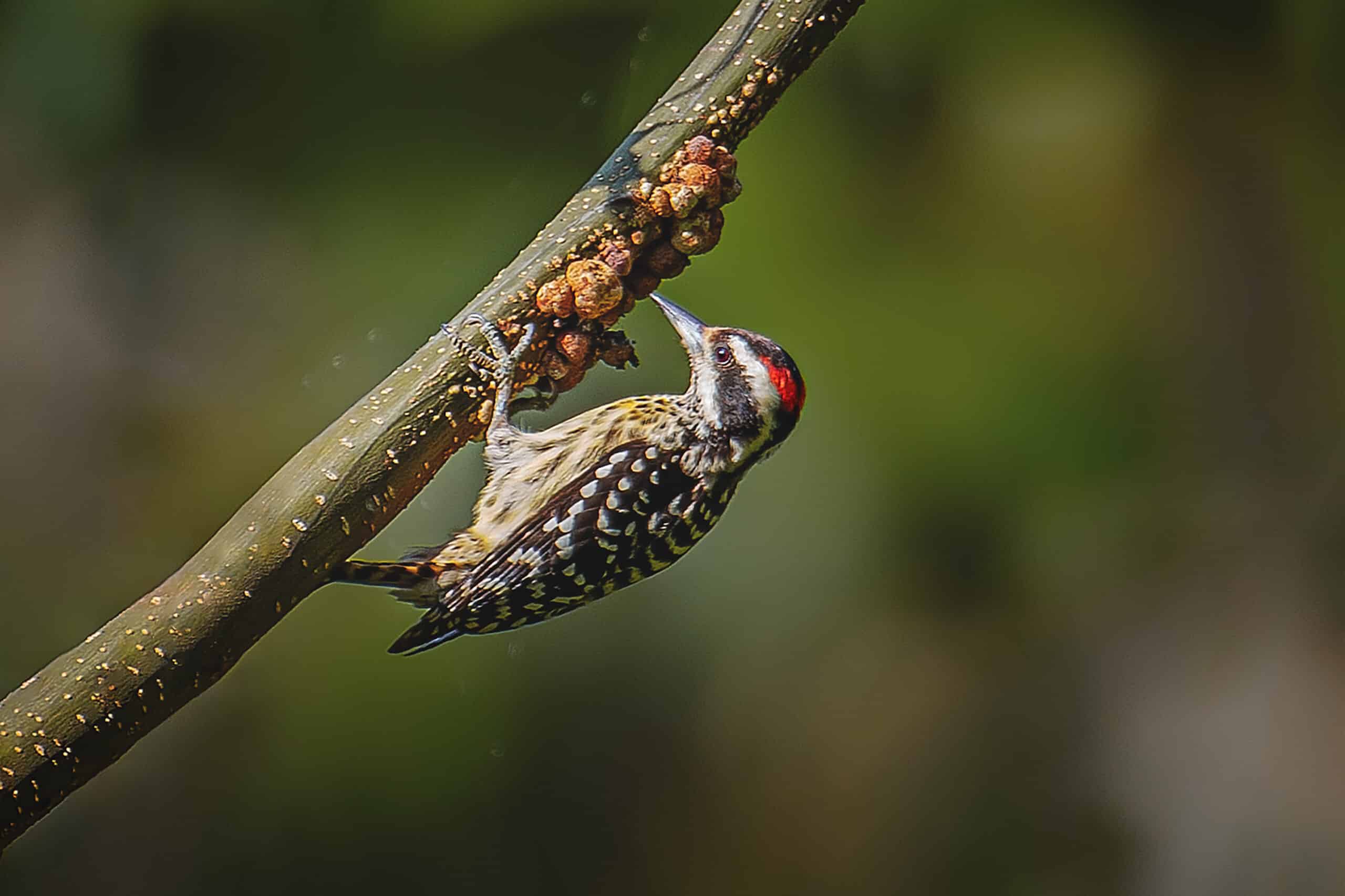 09 Philippine Pygmy Woodpecker 09 Philippine Pygmy Woodpecker