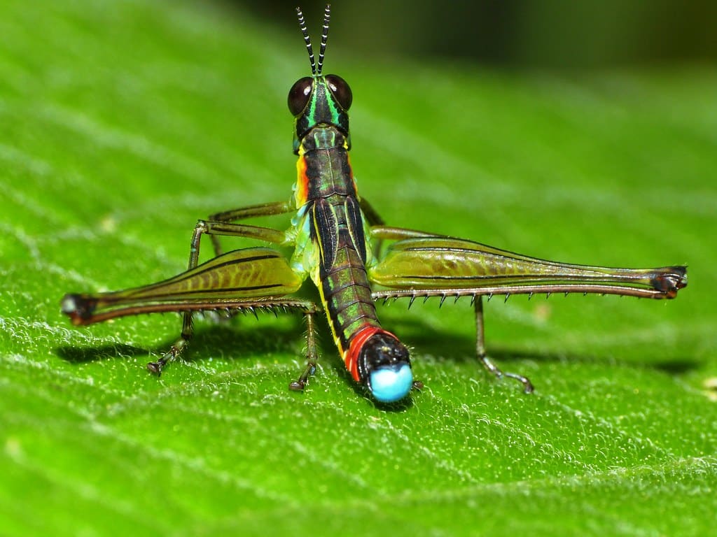 Saltamontes Payaso – Clown Cricket – Zeromastax (Orthoptera: Eumastacidae) Saltamontes Payaso – Clown Cricket – Zeromastax (Orthoptera: Eumastacidae)