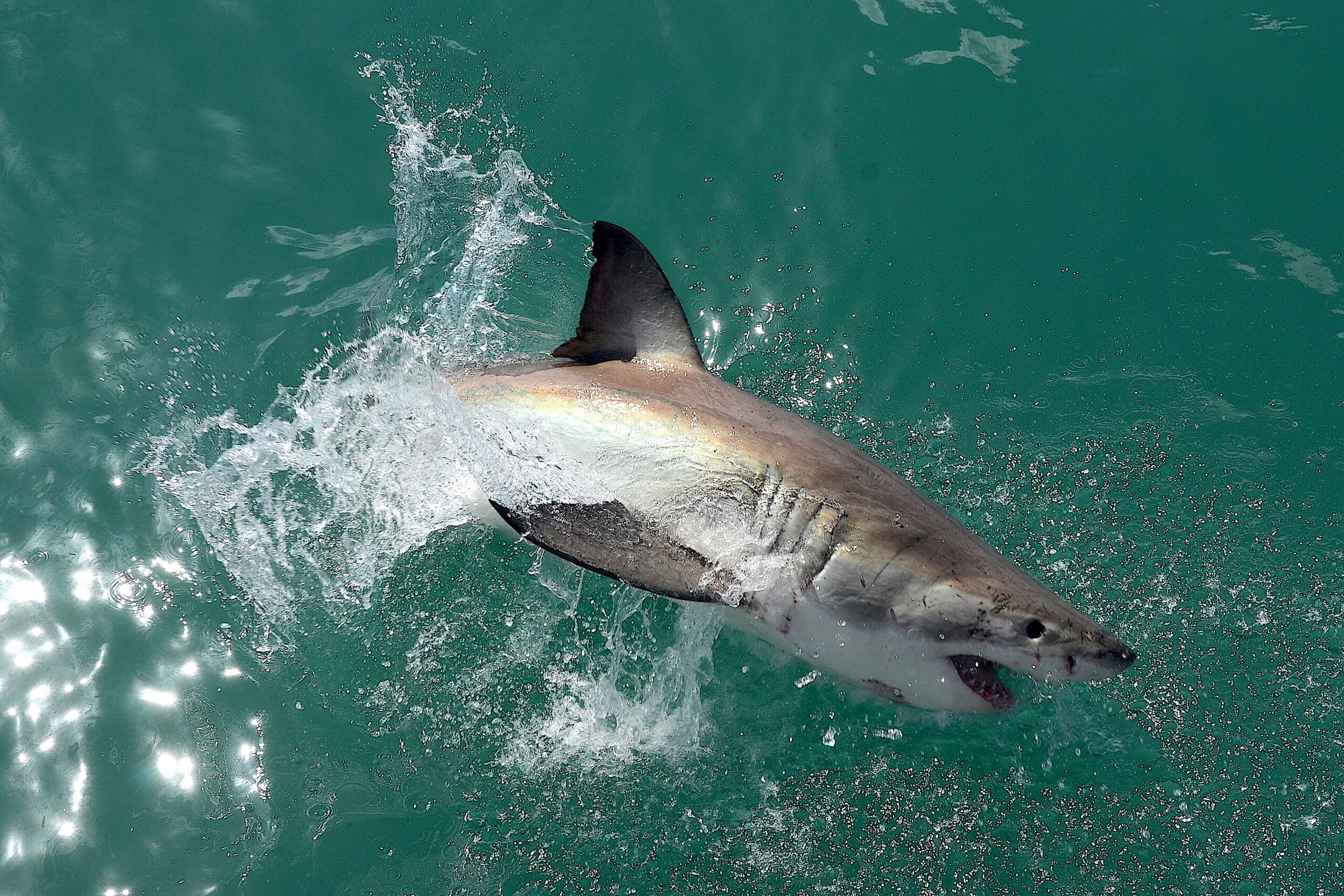 Great white shark near Gansbaai, South Africa Great white shark near Gansbaai, South Africa
