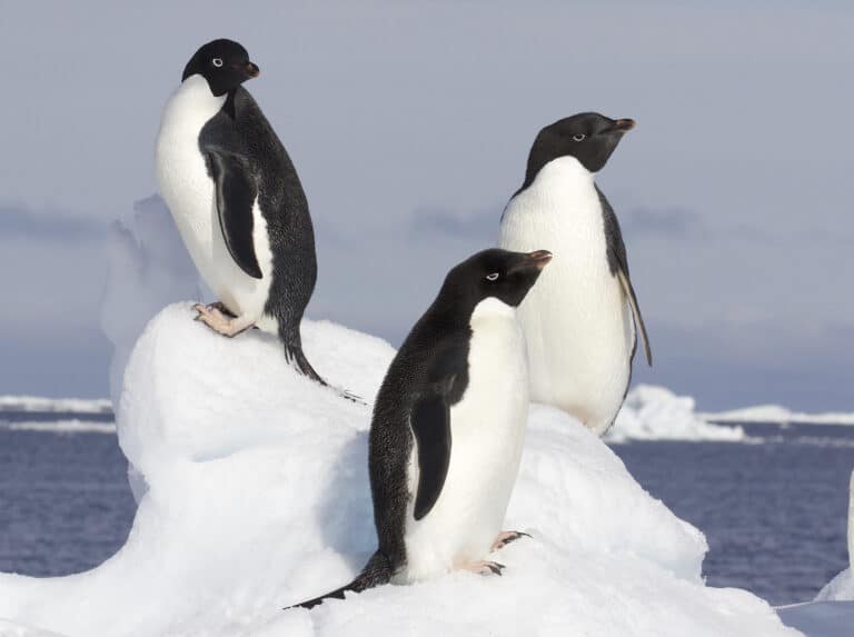 Adelie Penguin (Pygoscelis adeliae) – Flickr – Gregory ‘Slobirdr’ Smith Adelie Penguin (Pygoscelis adeliae) – Flickr – Gregory ‘Slobirdr’ Smith