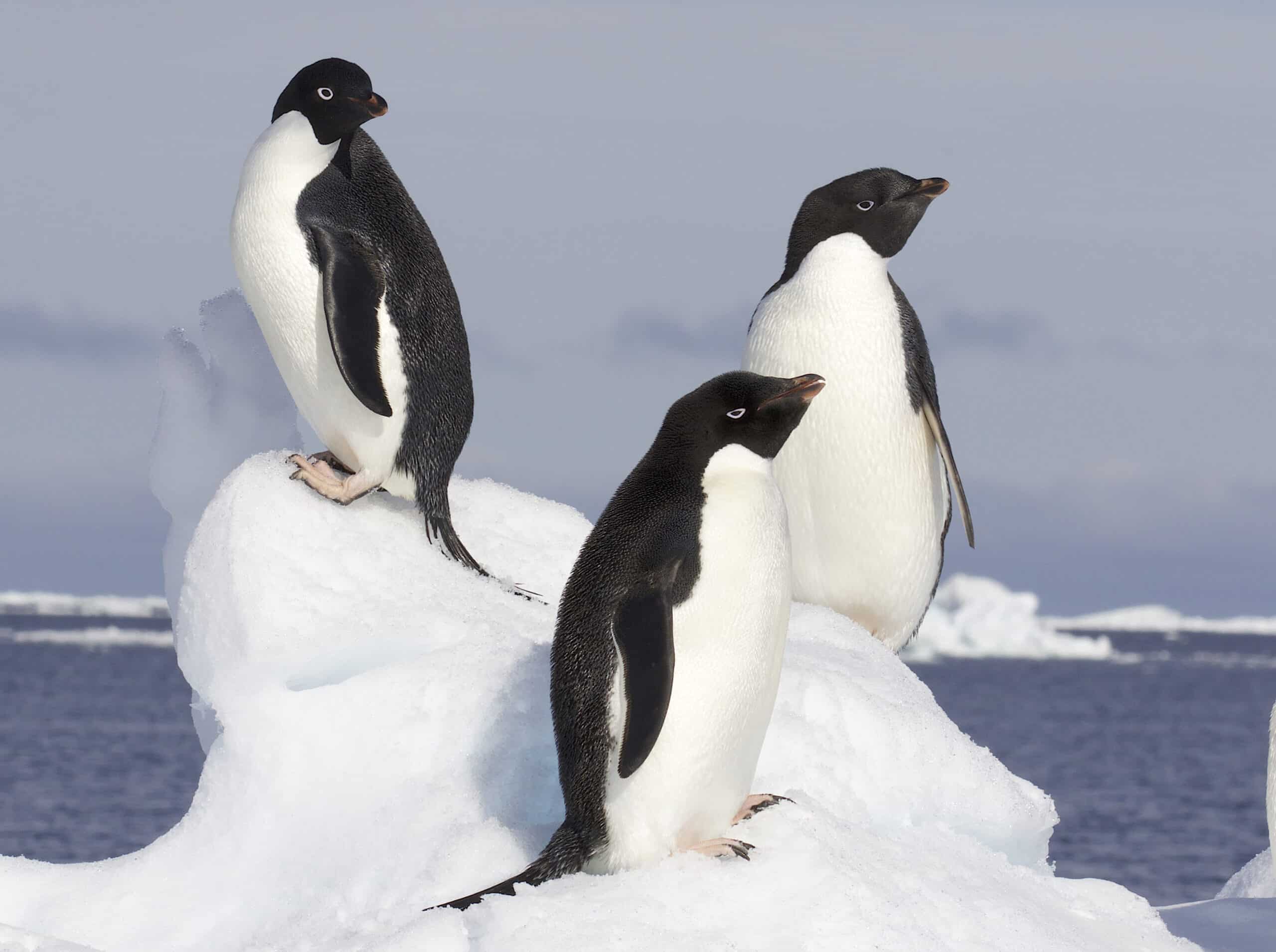 Adelie Penguin (Pygoscelis adeliae) – Flickr – Gregory ‘Slobirdr’ Smith Adelie Penguin (Pygoscelis adeliae) – Flickr – Gregory ‘Slobirdr’ Smith