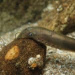 Lamprey
