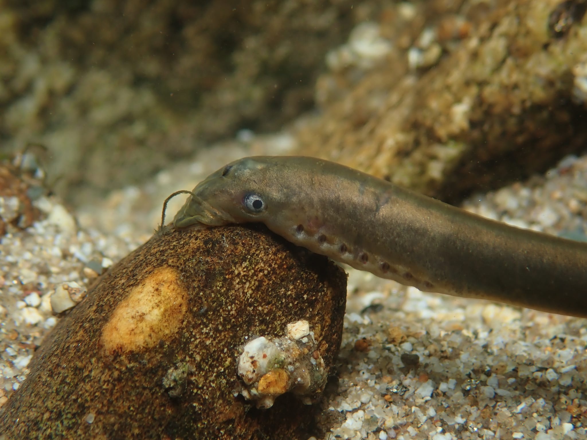 Lamprey