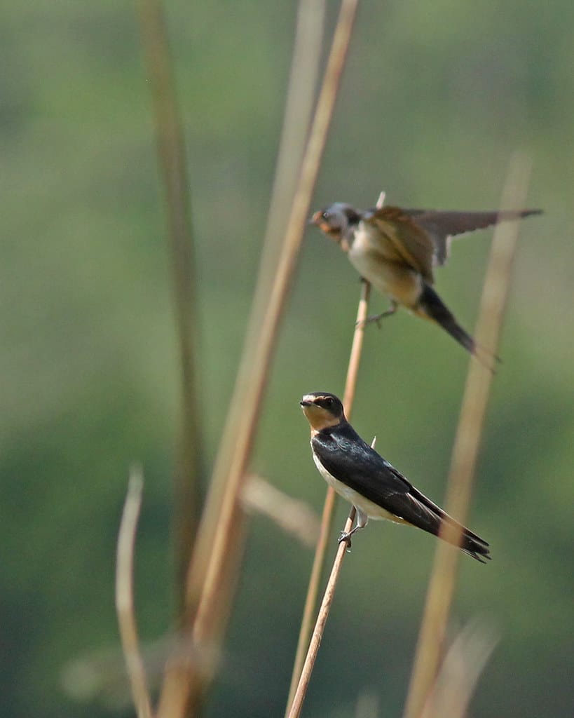 Barn Swallows (Hirundo rustica)