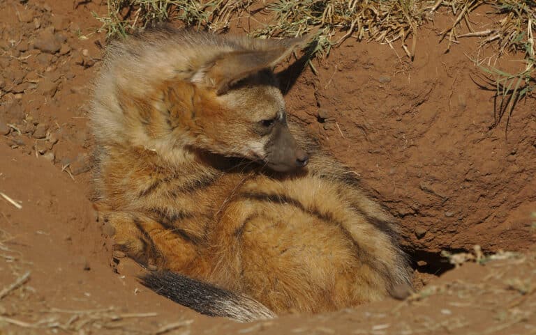 Aardwolf, Proteles cristata, at Lion and Rhino Reserve, Gauteng, South Africa (47987198482)