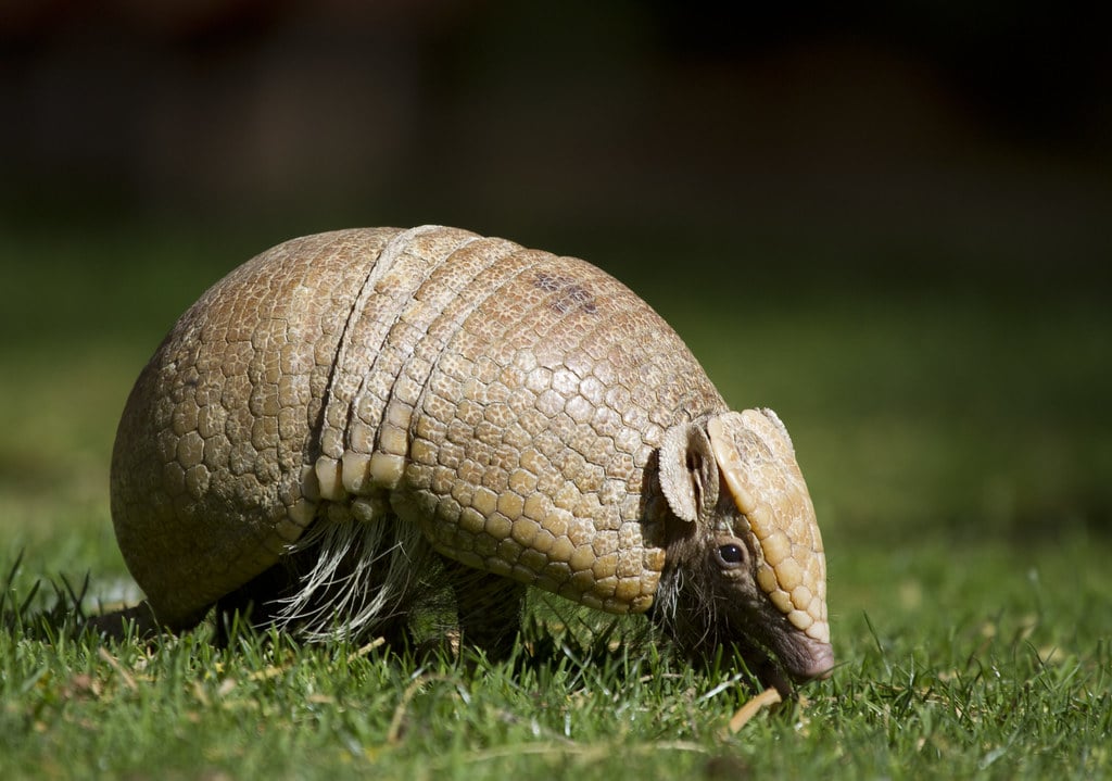 Armadillo Armadillo