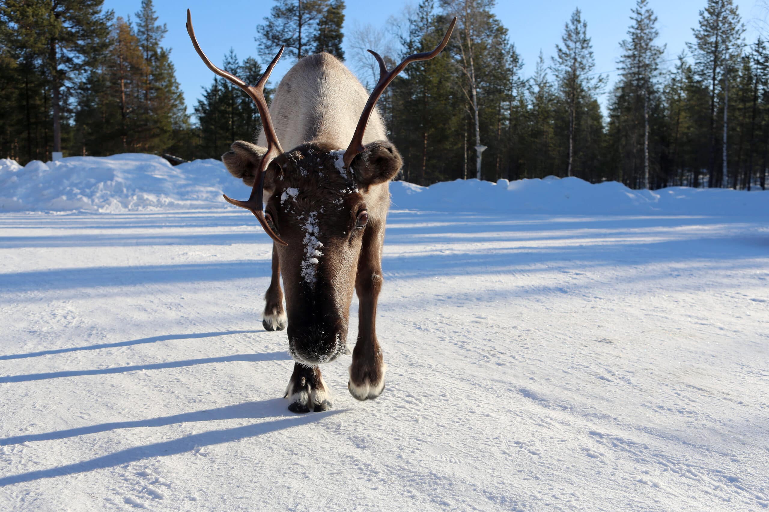Reindeer Ukonjärvi-Inarijärvi, Finland 06