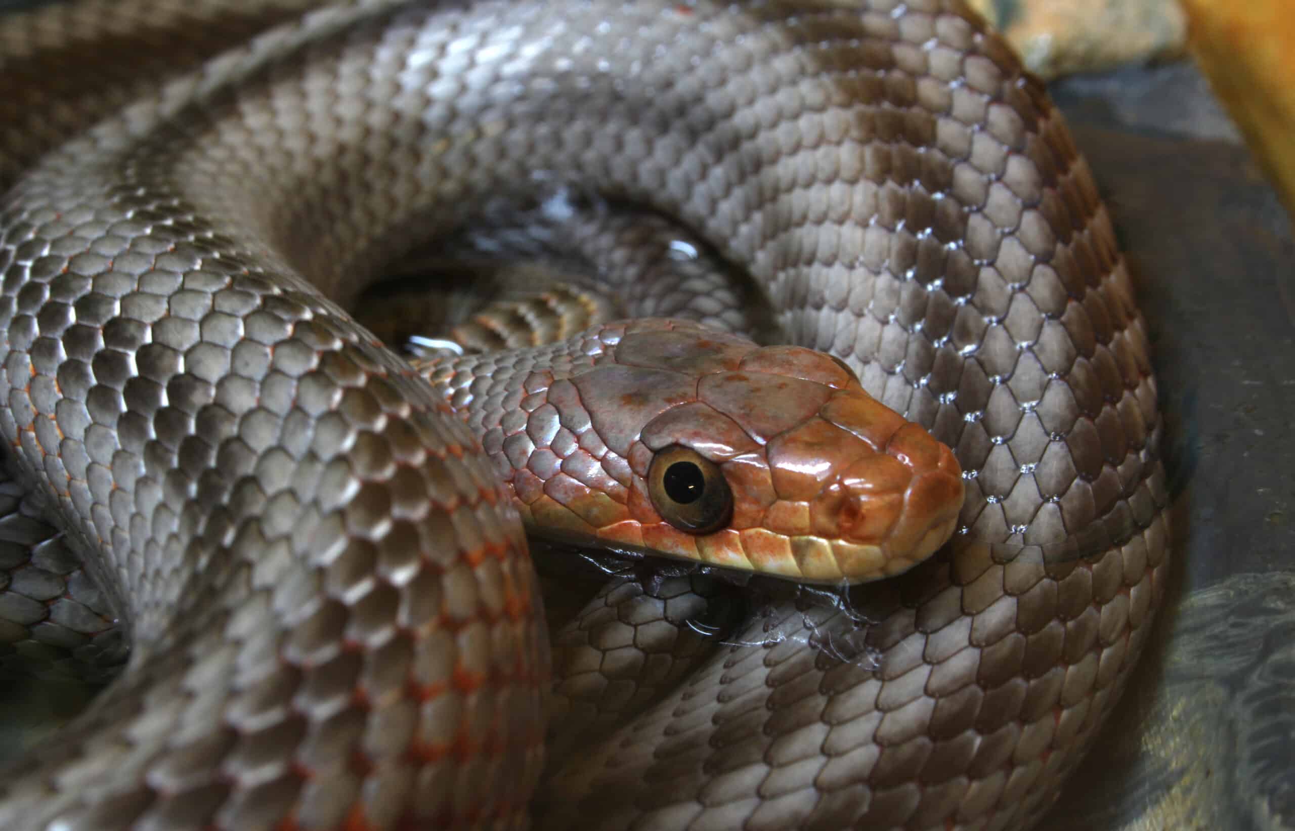 File:Pantherophis bairdi Kletternatter.jpg File:Pantherophis bairdi Kletternatter.jpg Baird’s Rat Snake
