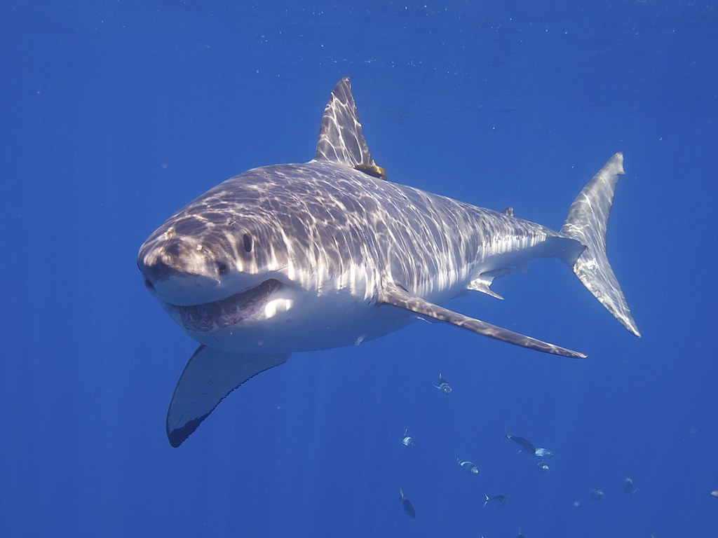 Great White Shark Great White Shark