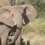 Elephant standing in a grassy area with trees in the background.