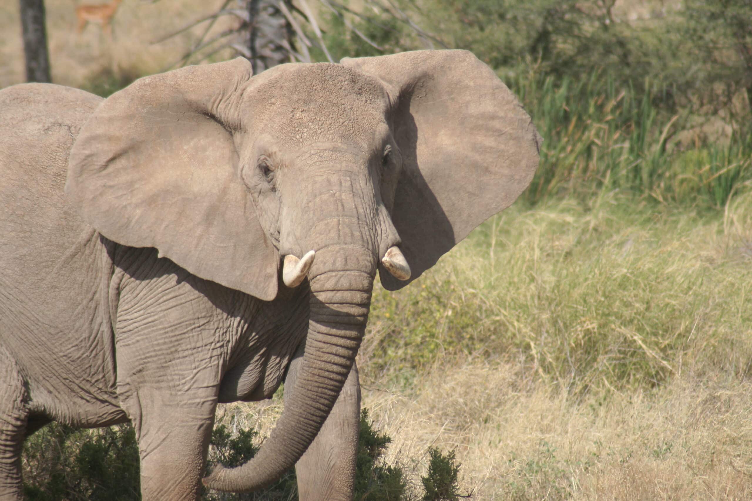 Elephant standing in a grassy area with trees in the background.