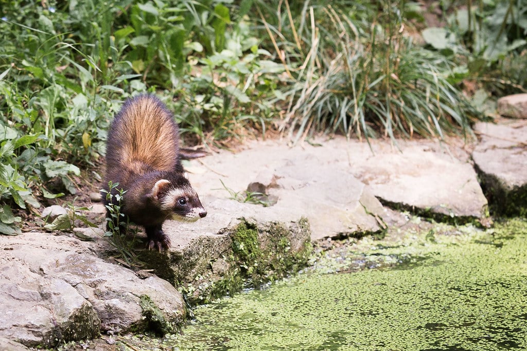 Ferret Ferret