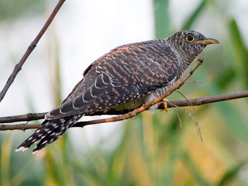 Cuckoo; Cuculus canorus (juvenile)