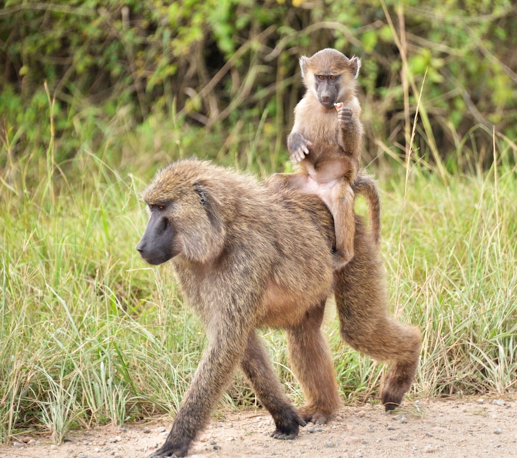 Easyride, Olive Baboons, Uganda