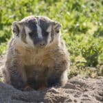 A badger sitting on a mound of dirt, surrounded by green grass, gazes directly at the camera.