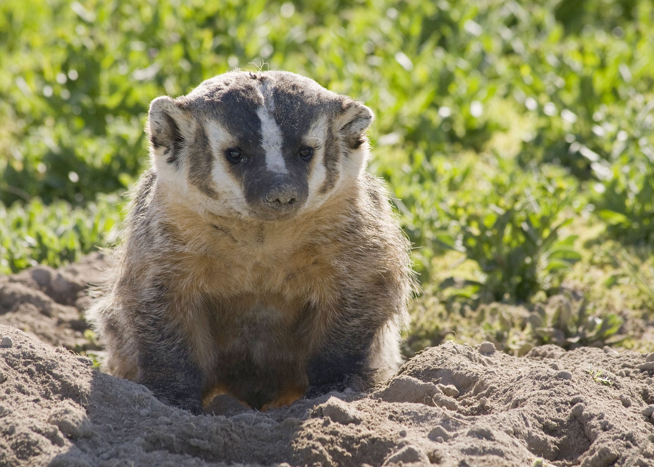 A badger sitting on a mound of dirt, surrounded by green grass, gazes directly at the camera.