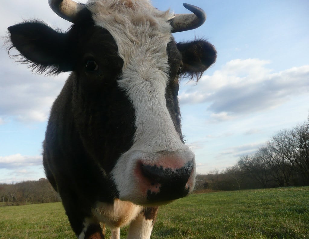 Cow Cow
