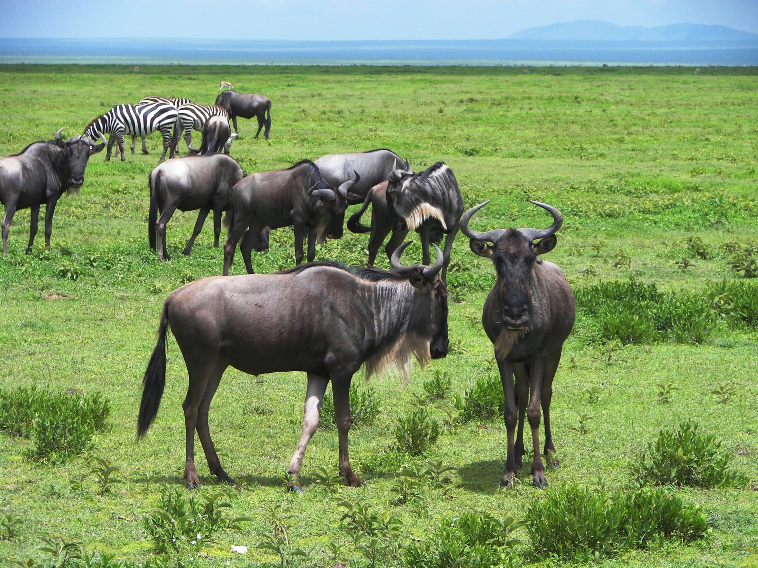 Eastern White-bearded Wildebeest