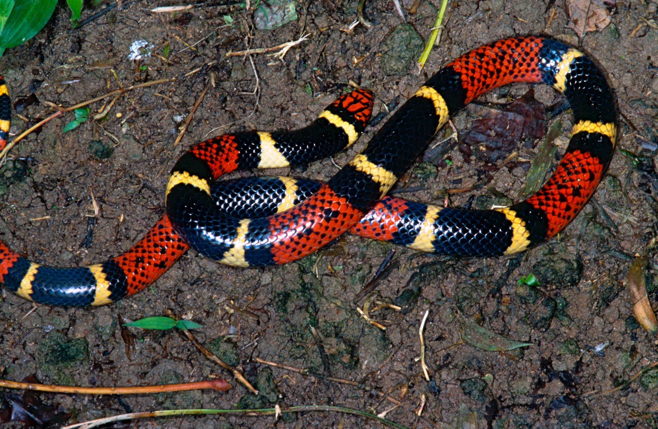 File:Aquatic Coral Snake (Micrurus surinamensis) (13929030809).jpg File:Aquatic Coral Snake (Micrurus surinamensis) (13929030809).jpg