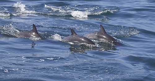 Common Dolphin (Delphinus delphis)