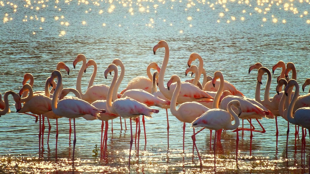 Flamingos
