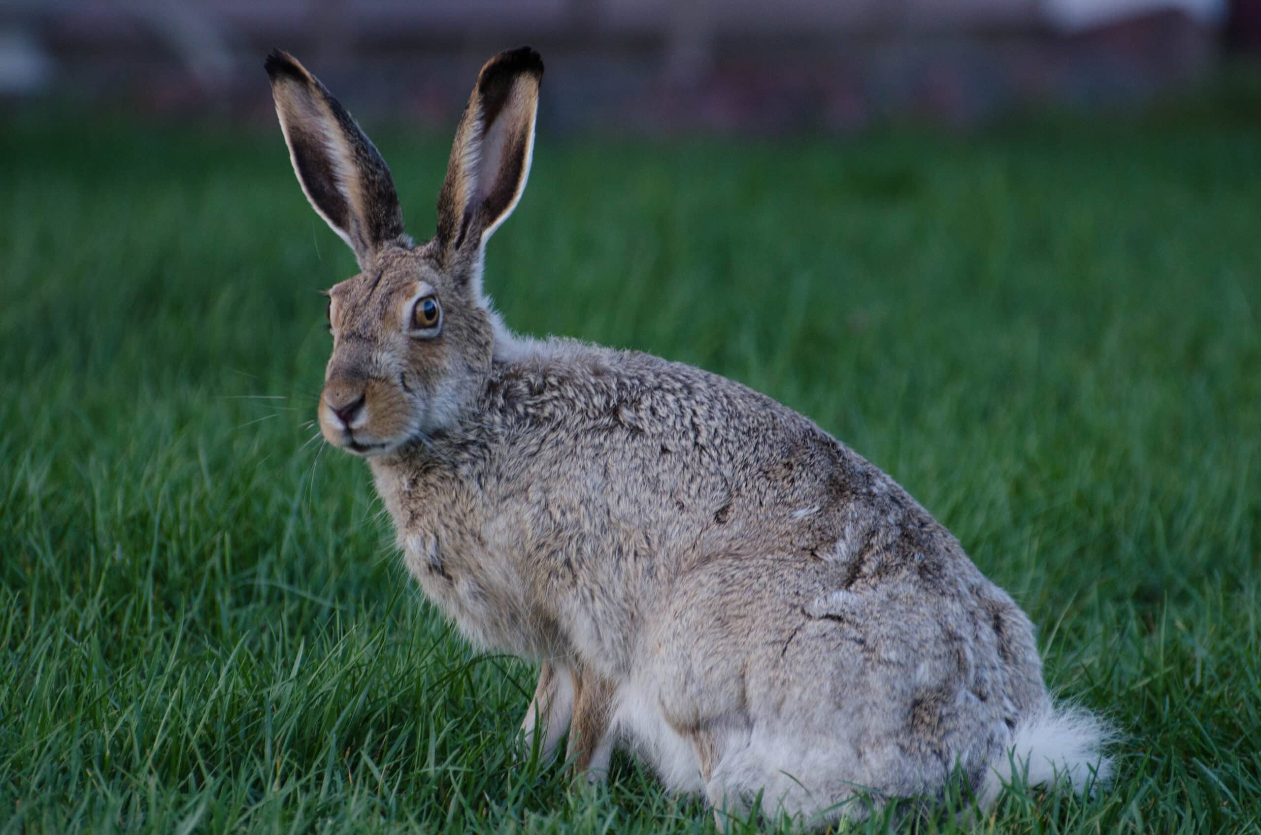 Jackrabbit