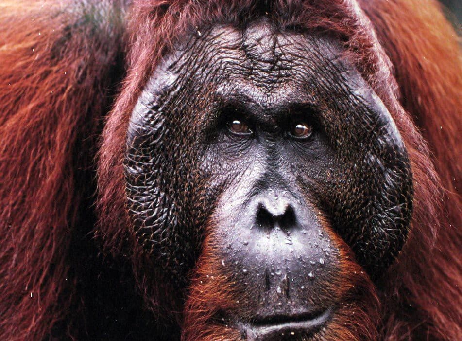 Orangutan