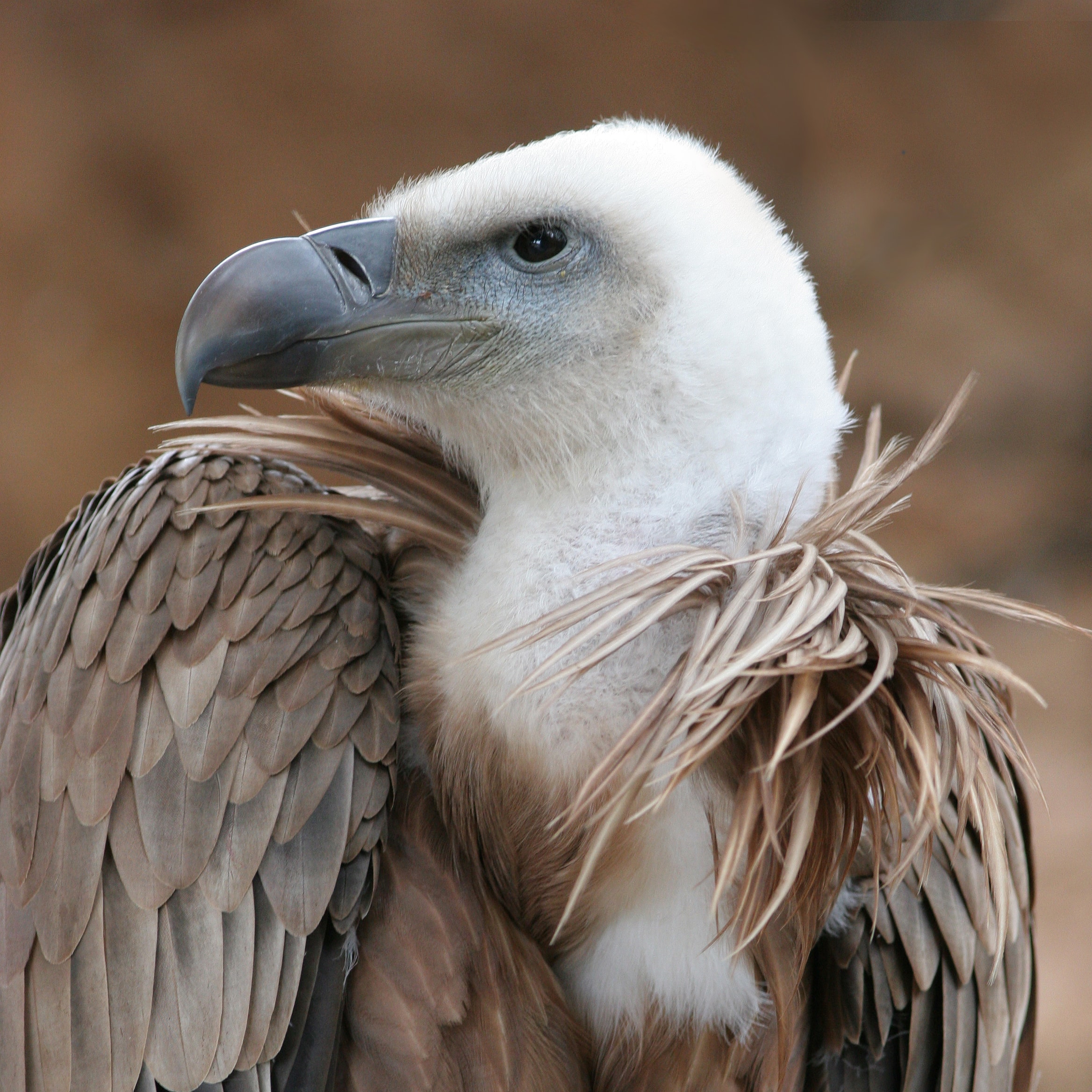 Vulture beak sideview A Vulture beak sideview A