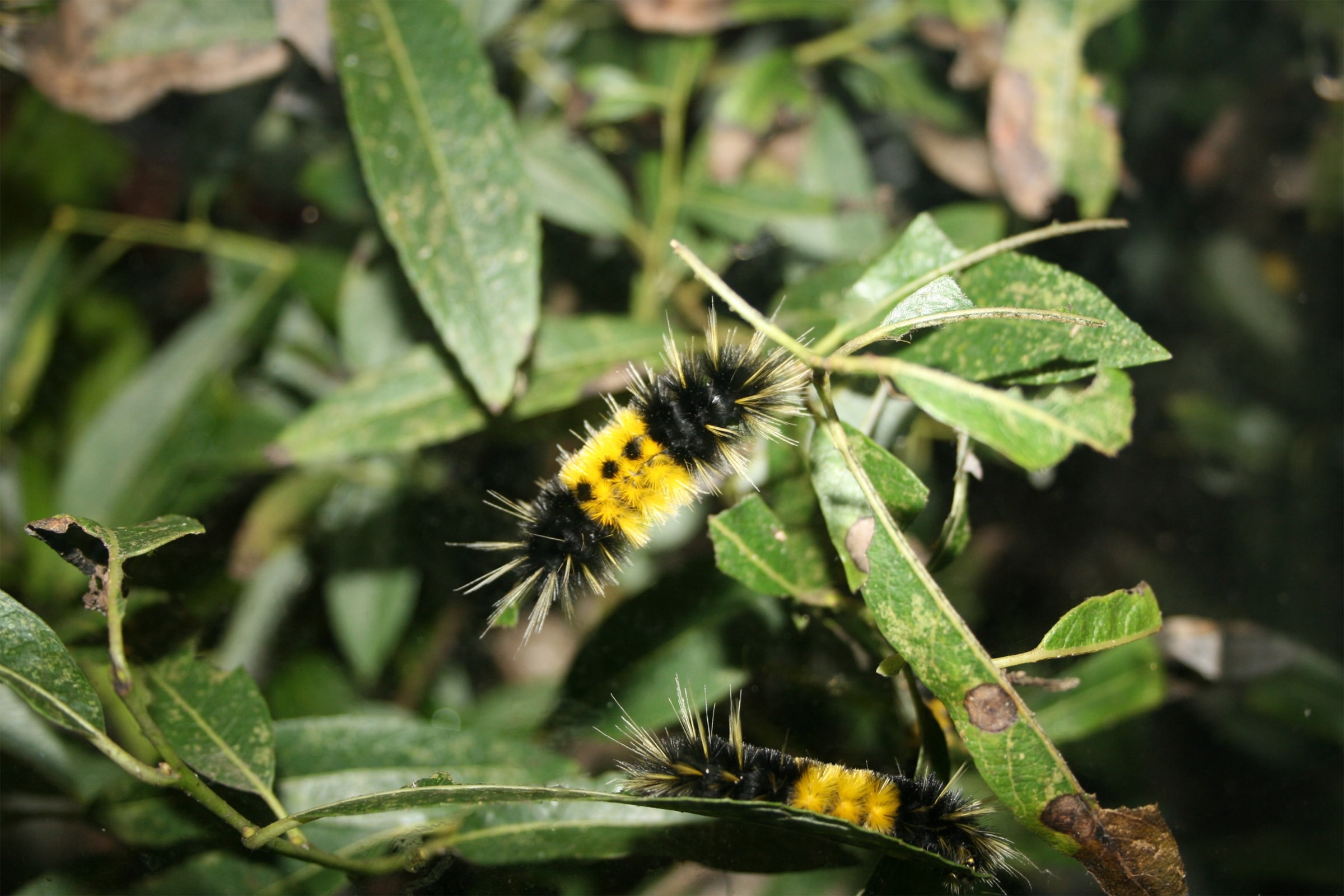 Woolly Bear Caterpillar