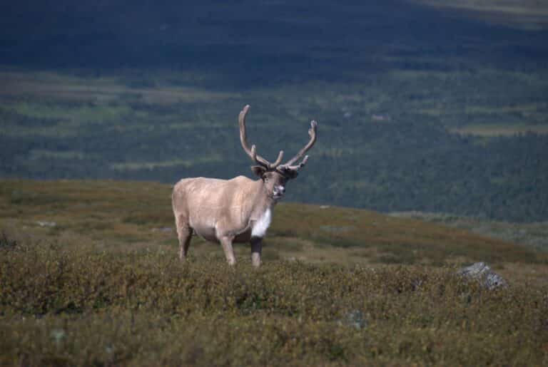 Reindeer Vindelfjällen