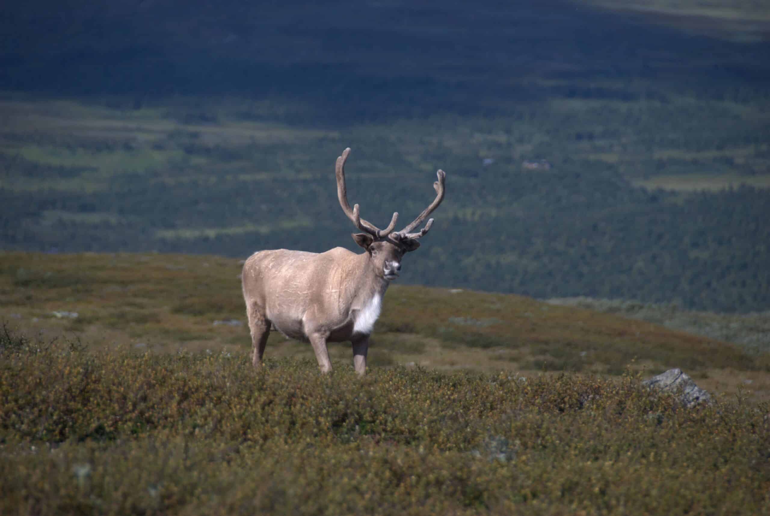 Reindeer Vindelfjällen