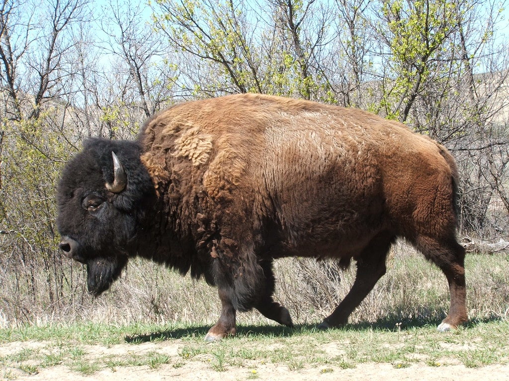 bison