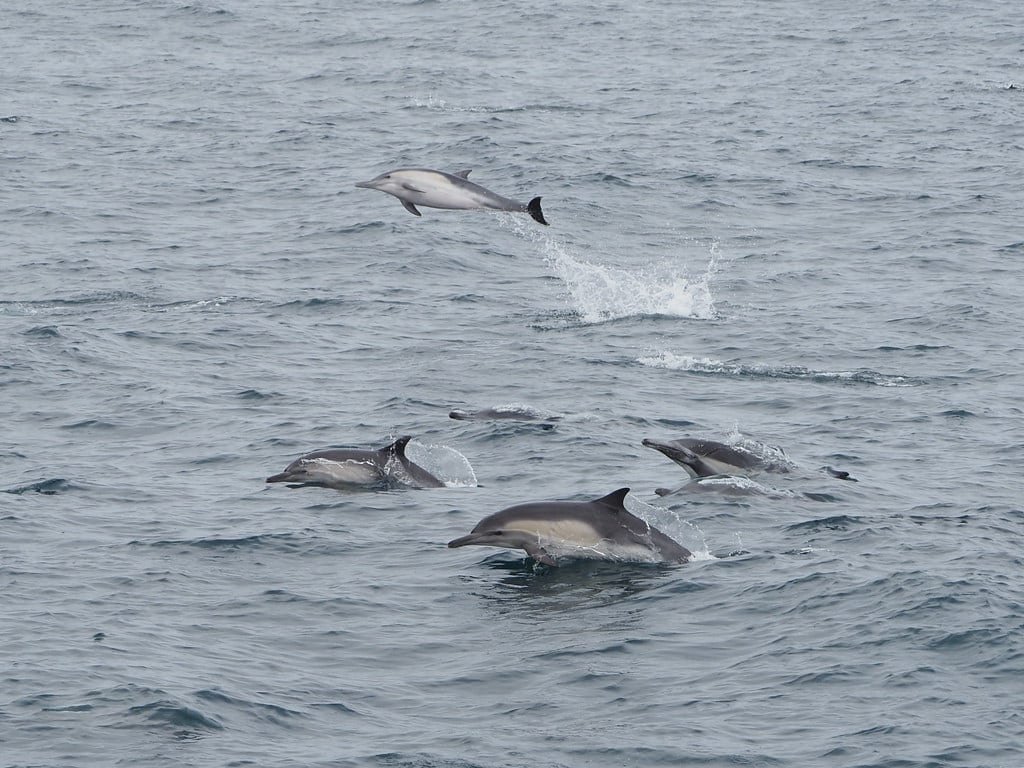 Common Dolphins, Delphinus delphis