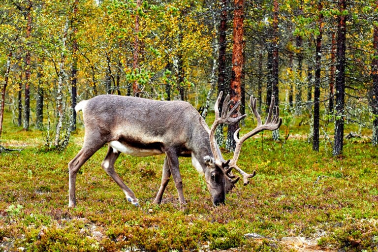Finnish Reindeer