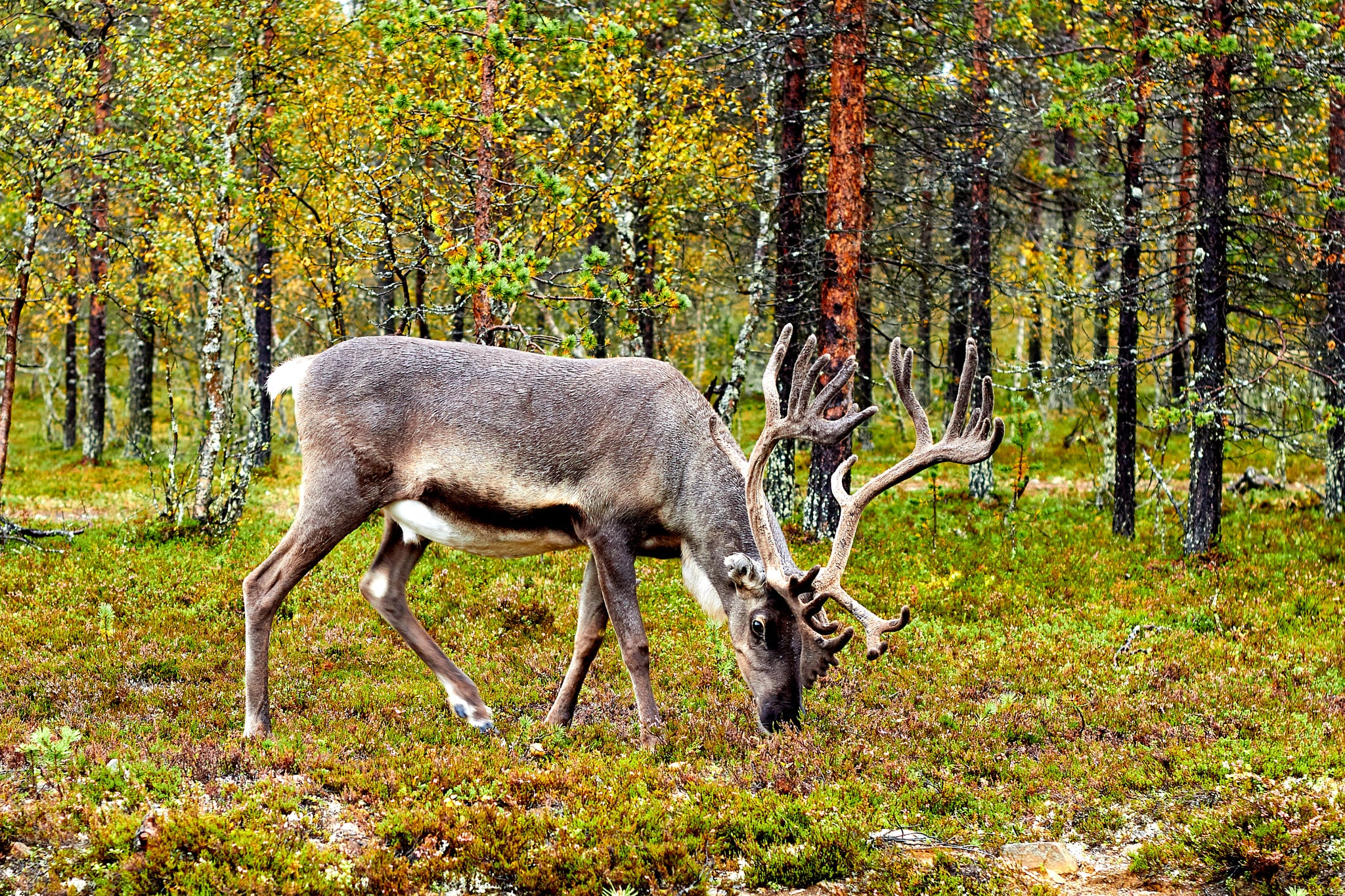 Finnish Reindeer