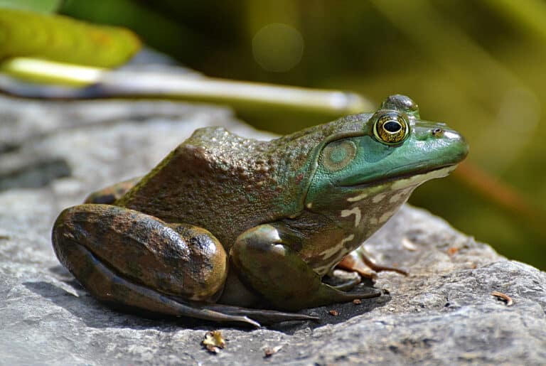 The things one will do to get a good frog shot! The things one will do to get a good frog shot!